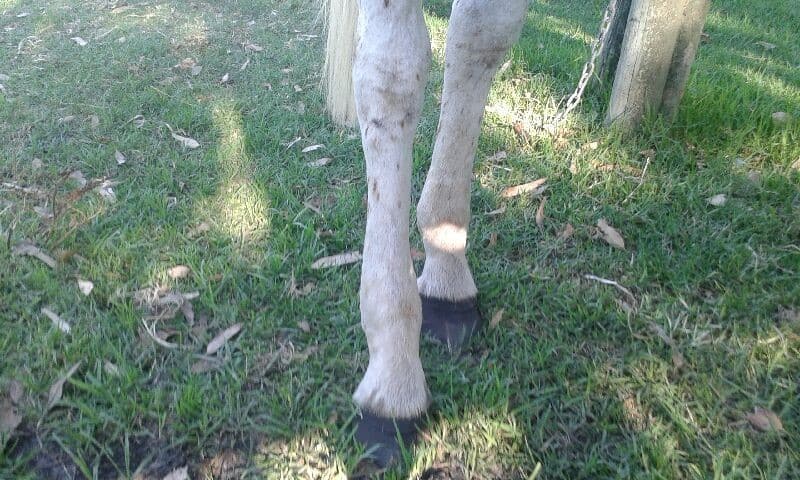Horse swelling hind legs