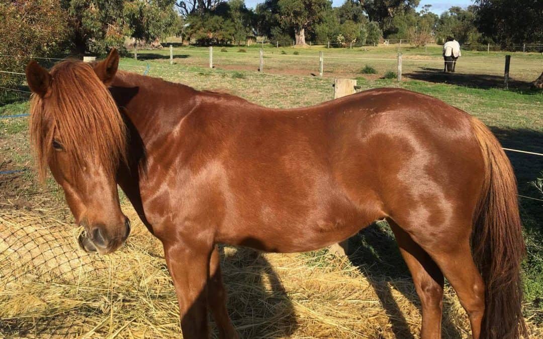 New Life for Rescued Brumby with Natural Help