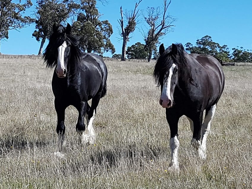 Shire Horses Shine On Herbal Medicine